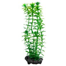 Egeria densa (Anacharis) - rastlina Tetra 15 cm, S