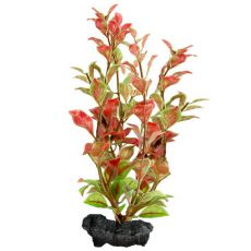 Ludwigia repens ( Red Ludwigia) - rastlina Tetra 23 cm, M